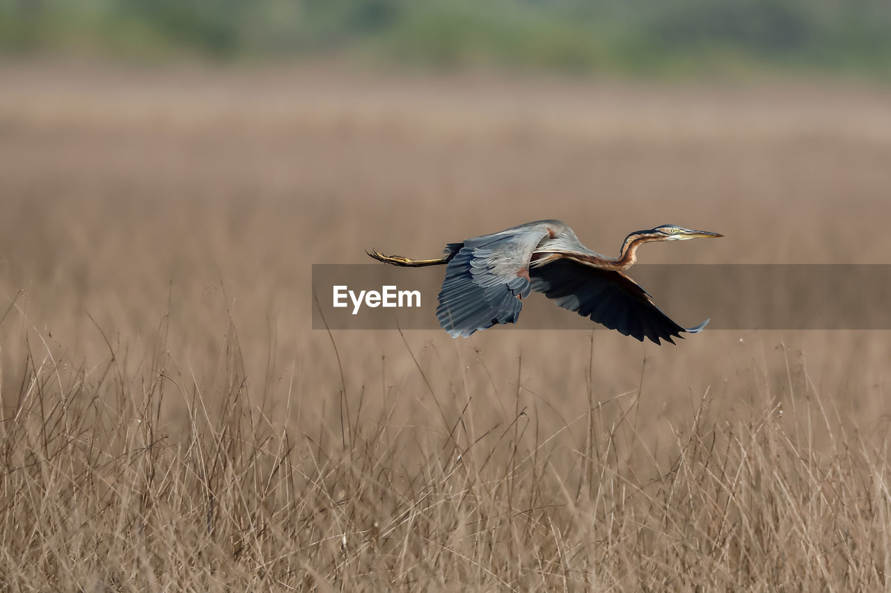 Heron flying over dried plant on field