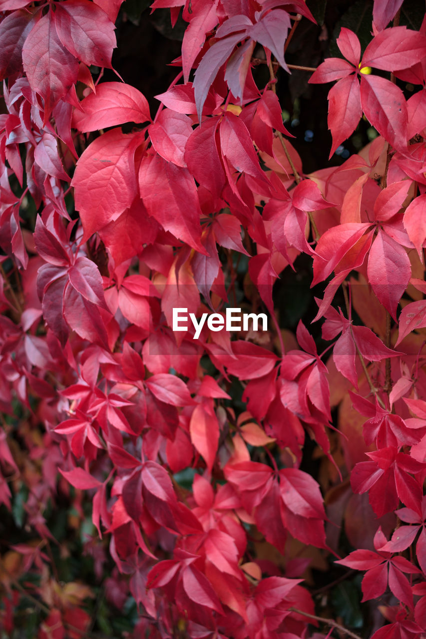 CLOSE-UP OF PINK FLOWERING PLANTS