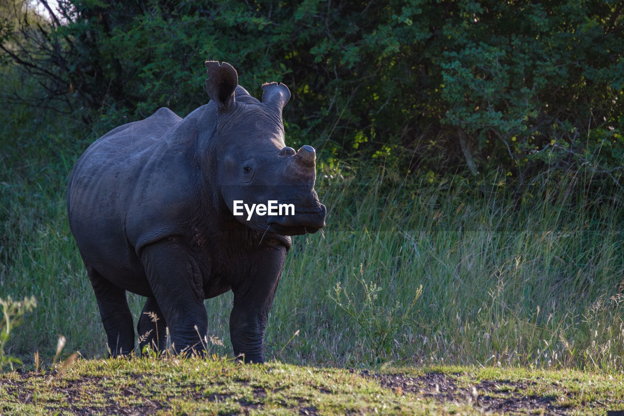 rhinoceros standing on grassy field