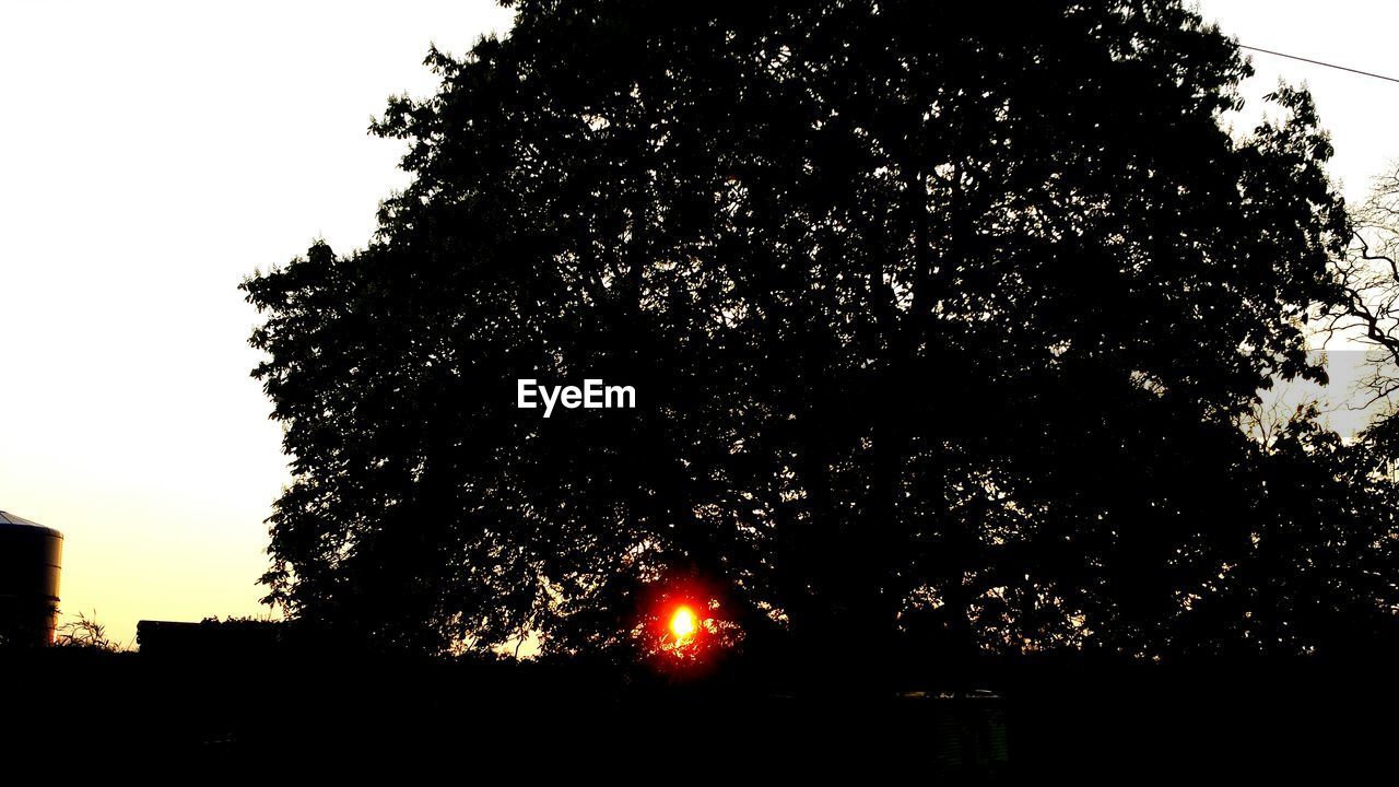 LOW ANGLE VIEW OF TREES AT SUNSET