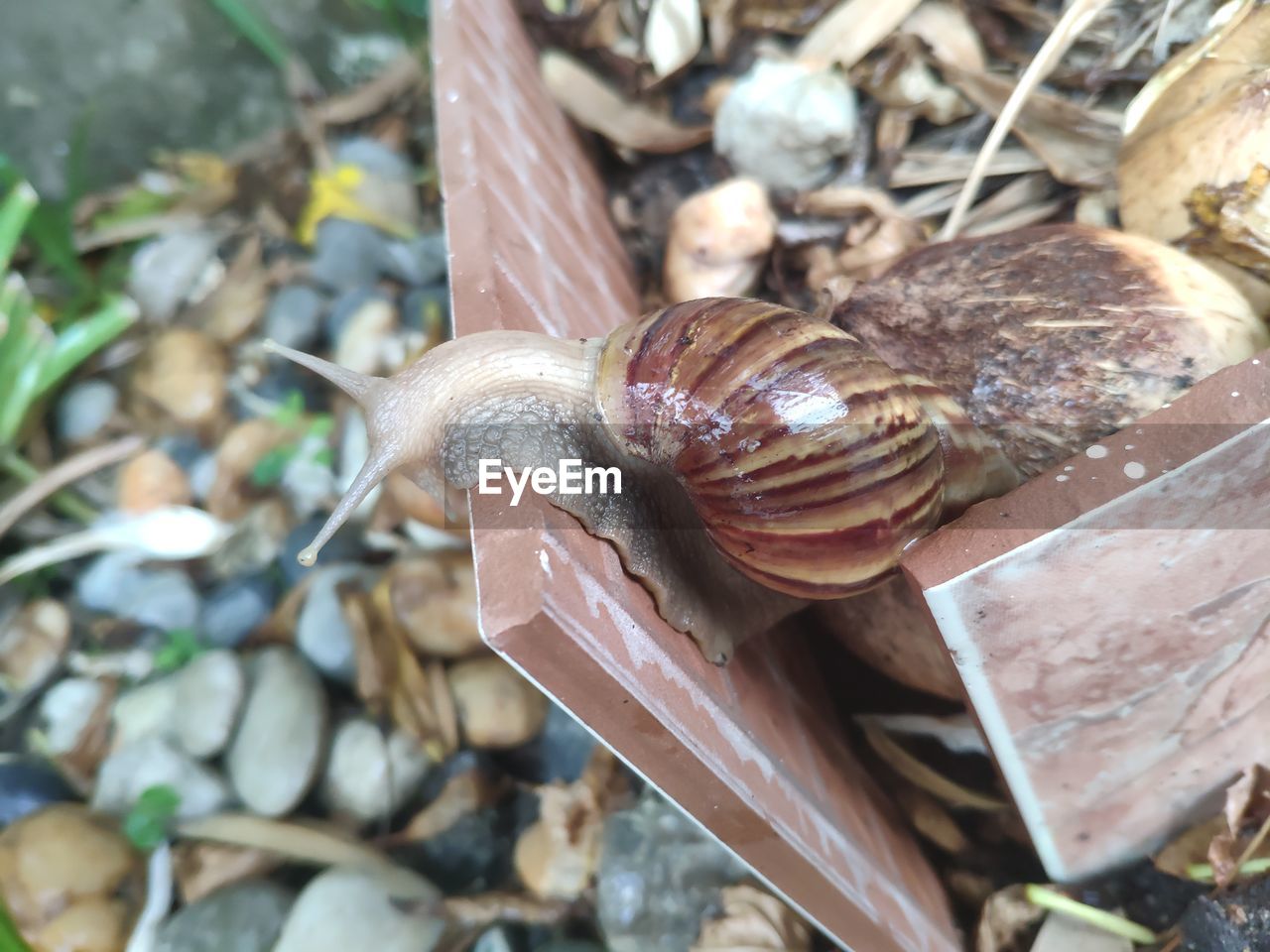 CLOSE-UP OF SNAIL ON GROUND