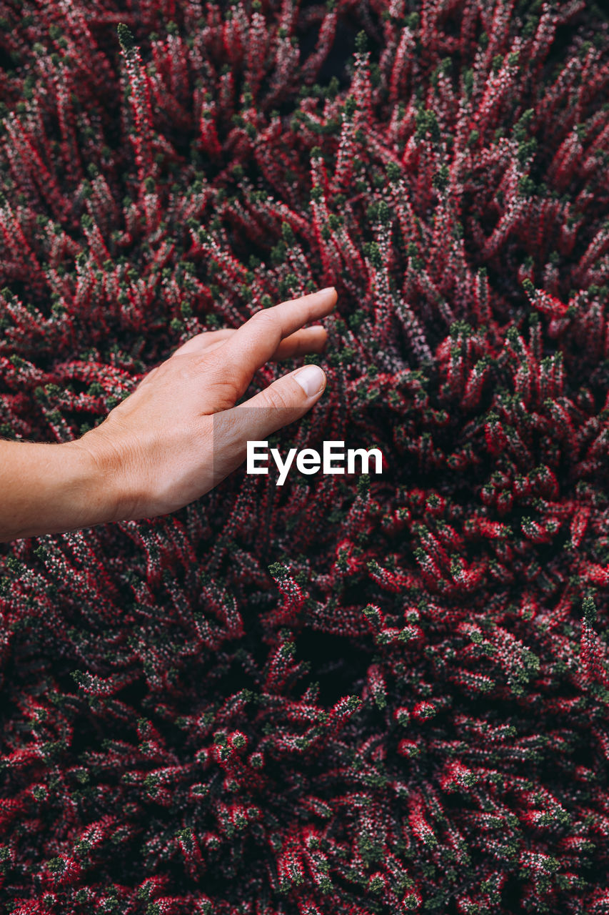 Crop hand of woman touching beautiful blooming red heather flowers