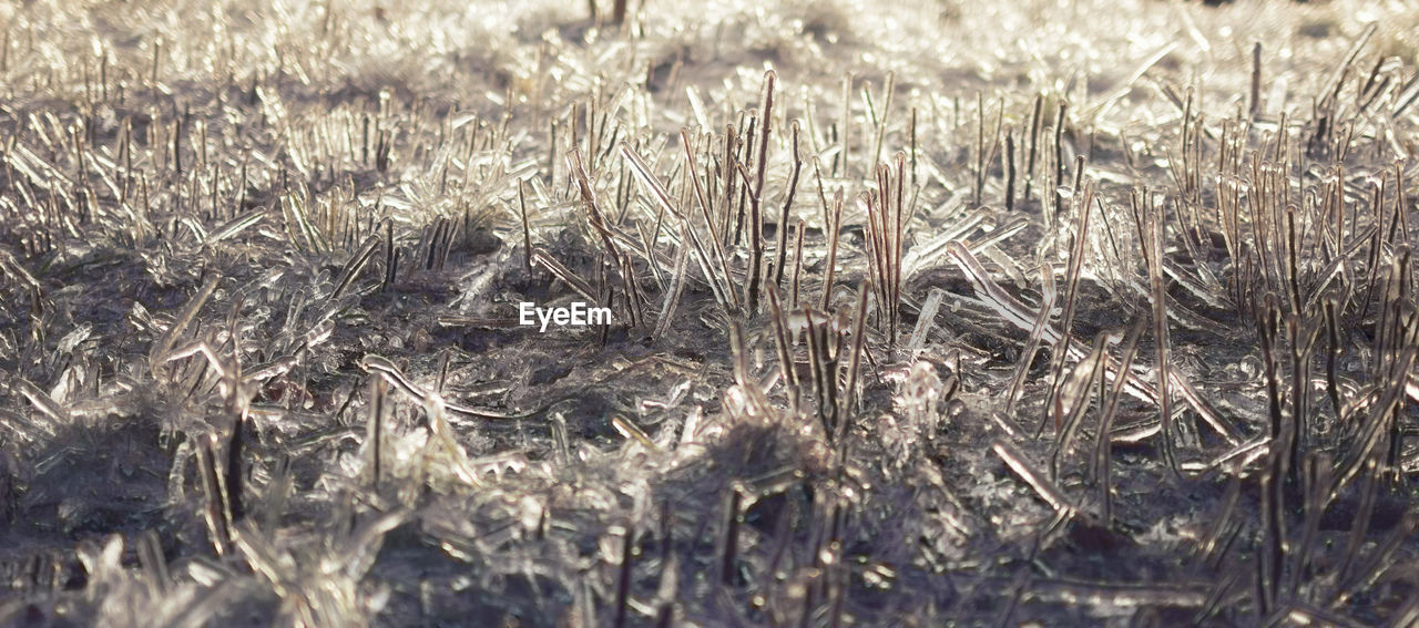 Full frame shot of frozen plants on field