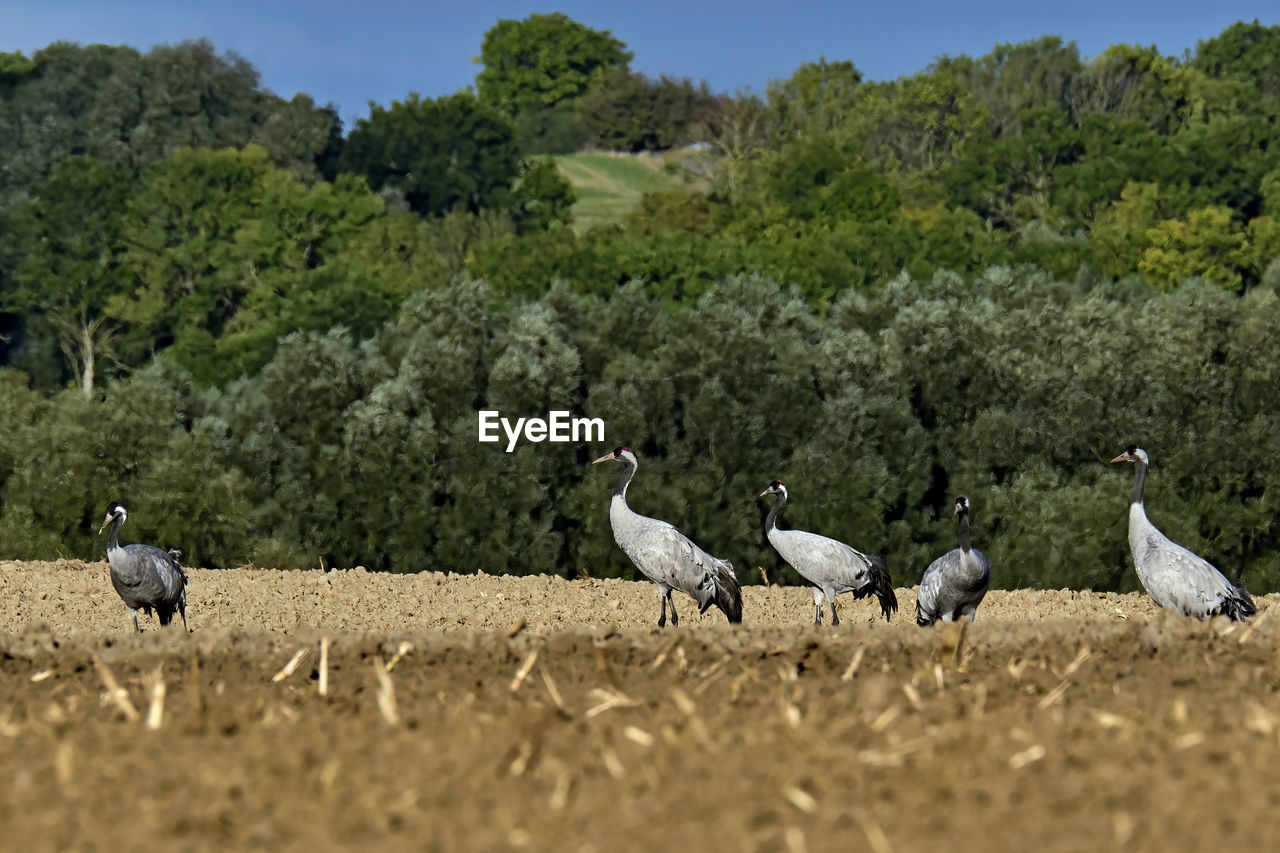 FLOCK OF BIRDS ON THE FIELD