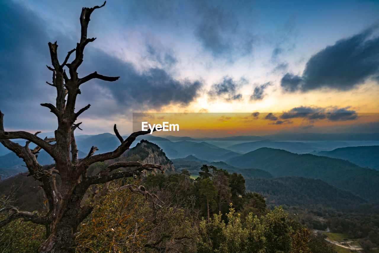 PLANTS ON LANDSCAPE AGAINST SKY DURING SUNSET