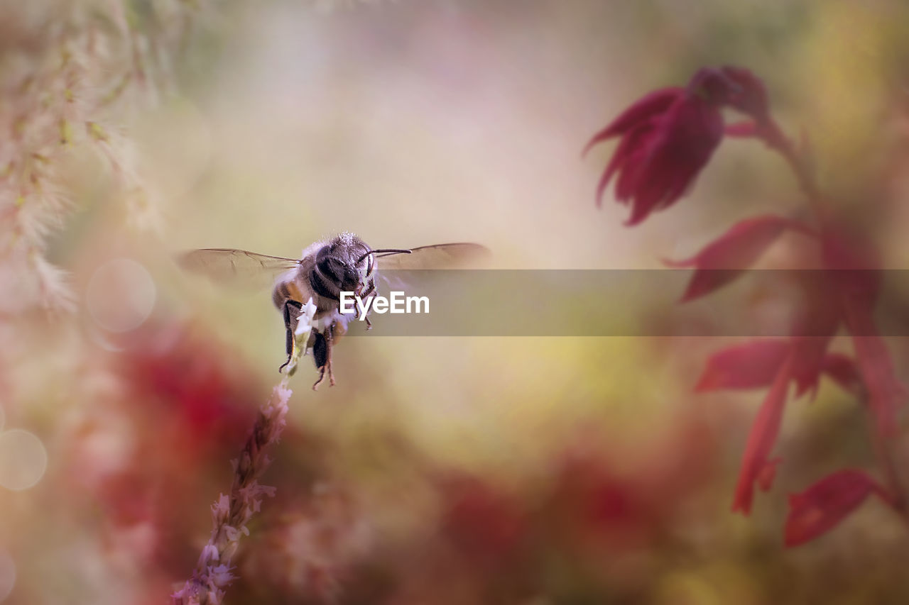 Close-up of bee hovering by flower