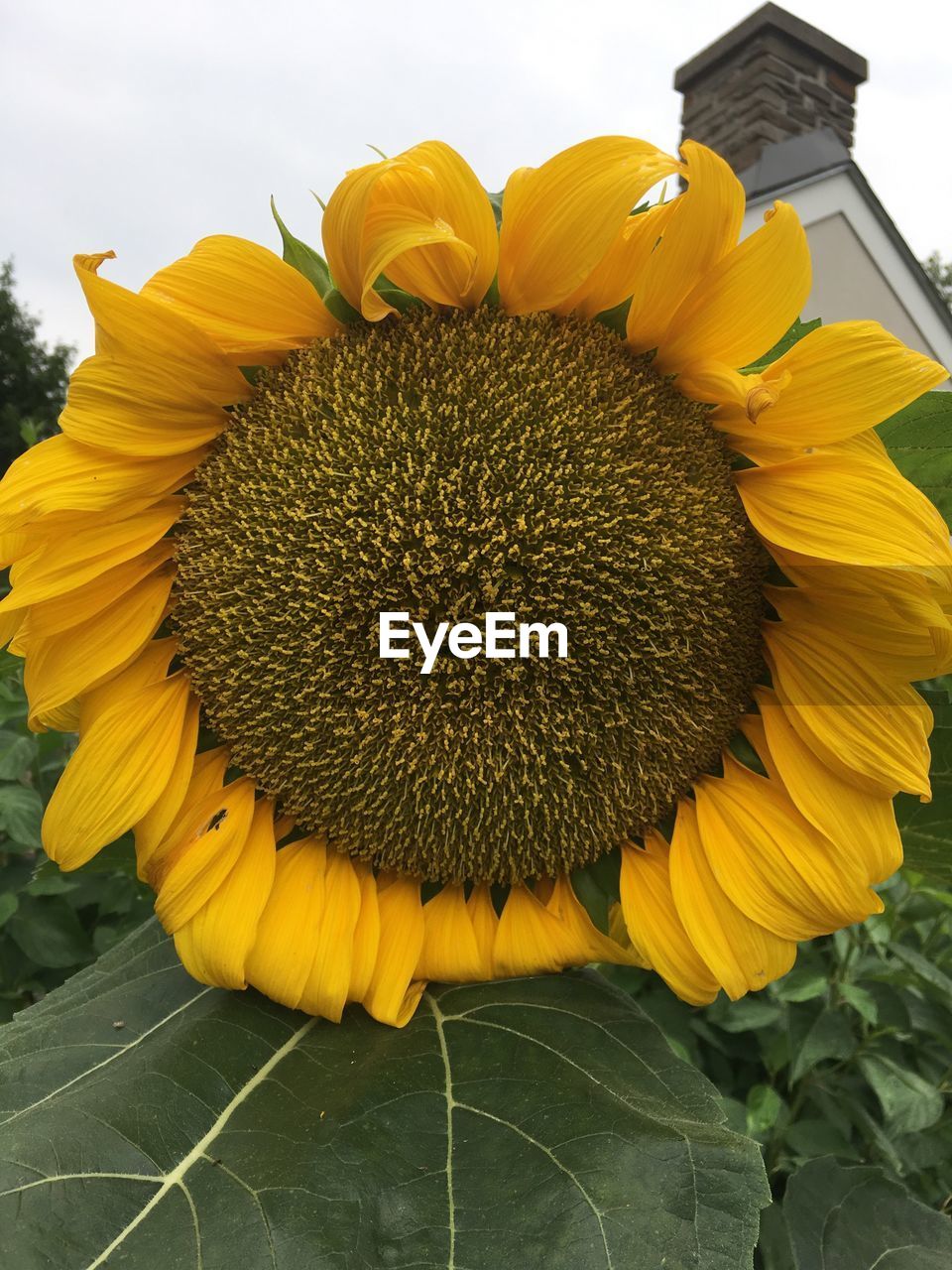 SUNFLOWERS BLOOMING OUTDOORS