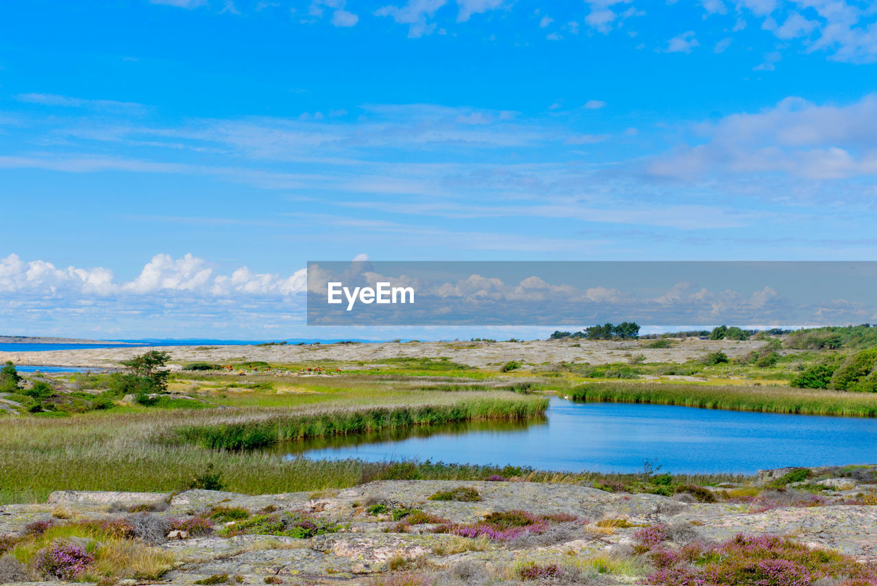 Tall grasses surround a small marshy lake near the sea 