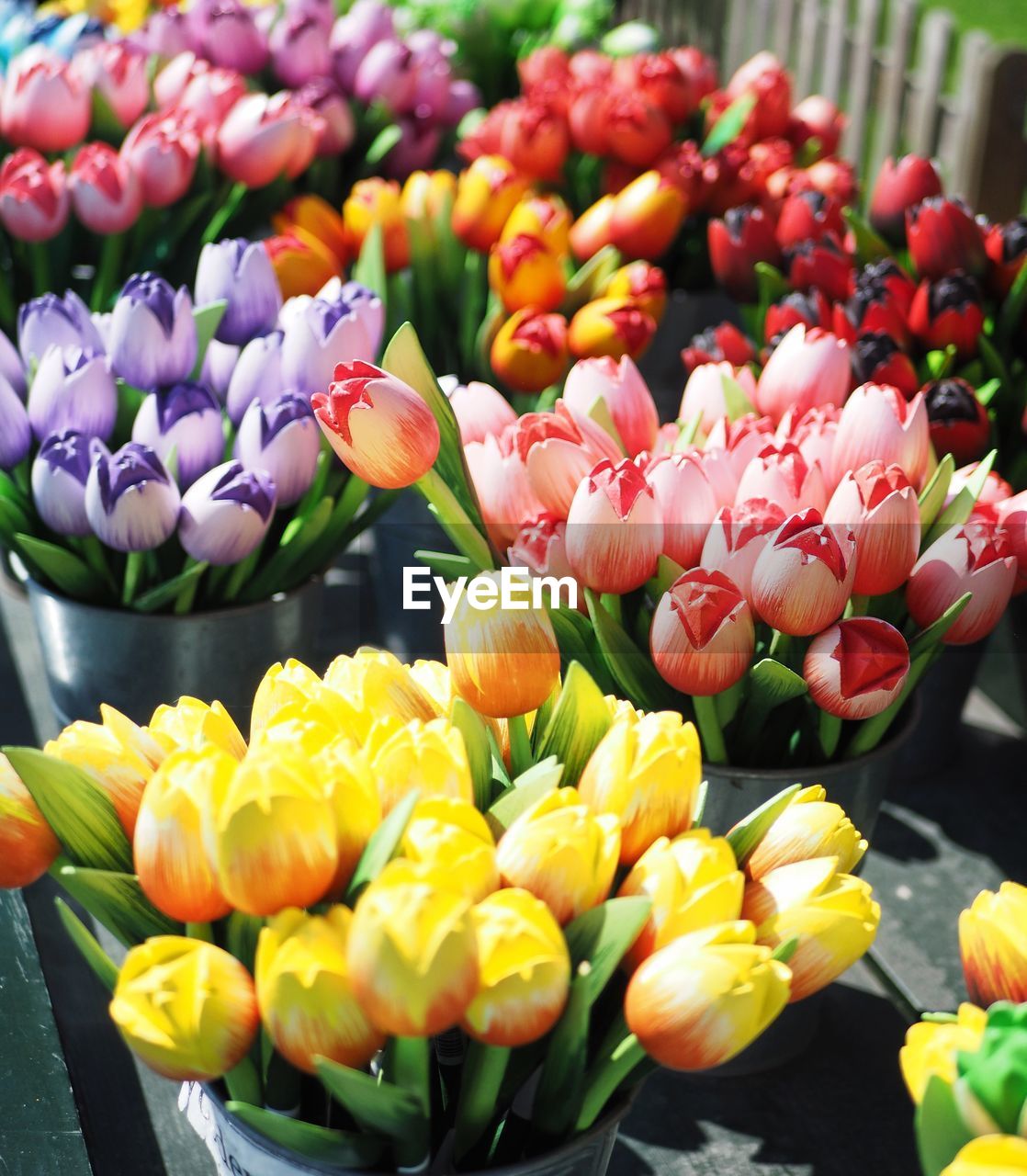 CLOSE-UP OF TULIPS AND YELLOW TULIP