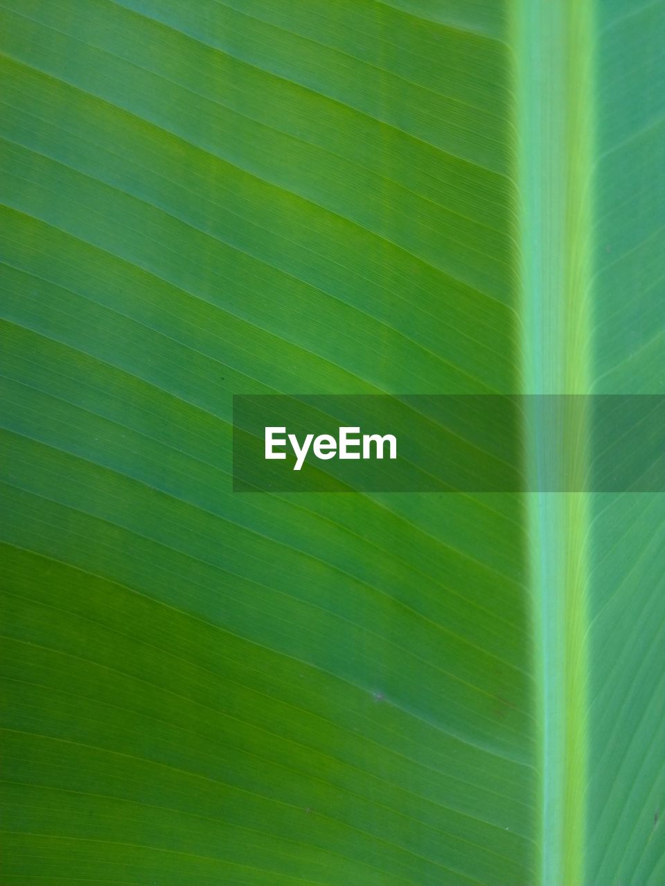 FULL FRAME SHOT OF GREEN LEAF WITH PALM LEAVES