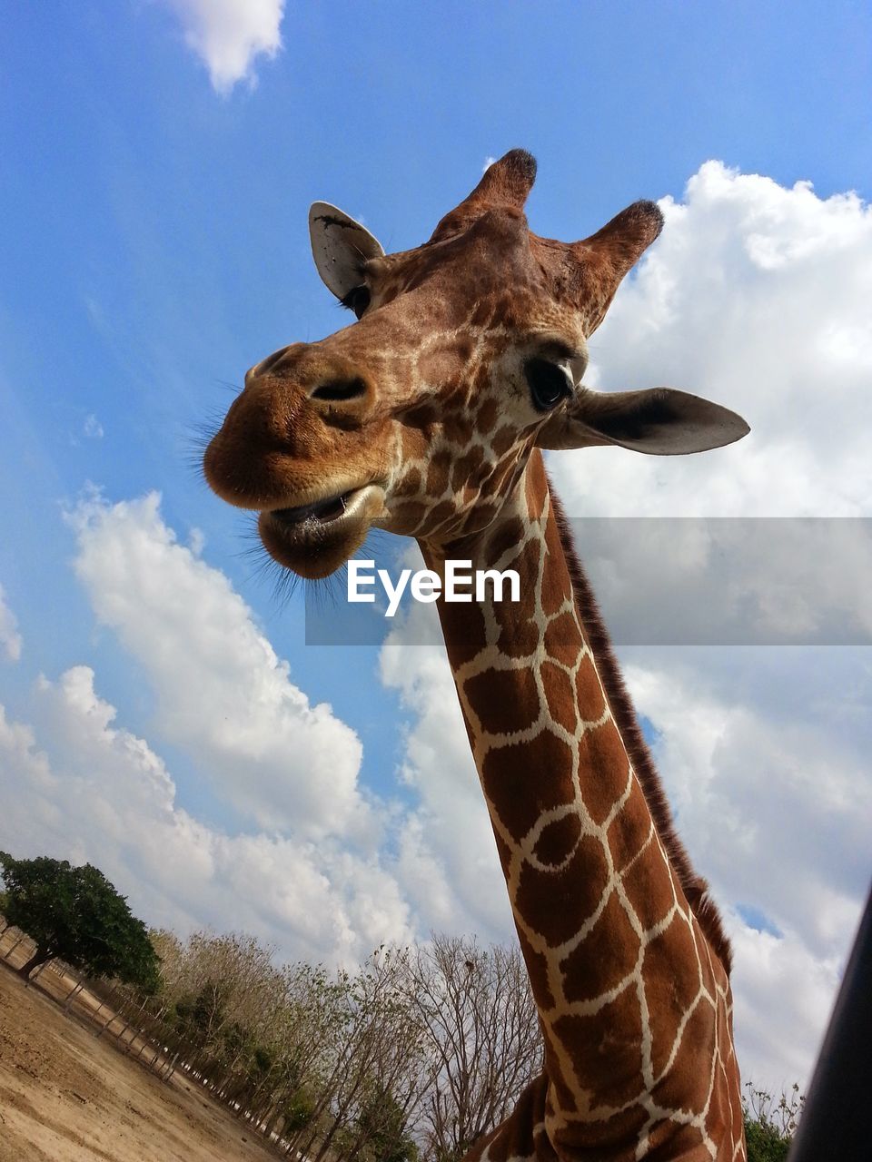 LOW ANGLE VIEW OF GIRAFFE AGAINST CLOUDY SKY