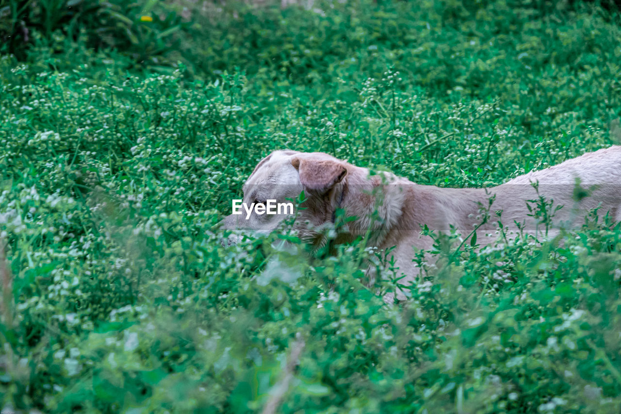 DOG LYING ON GRASS