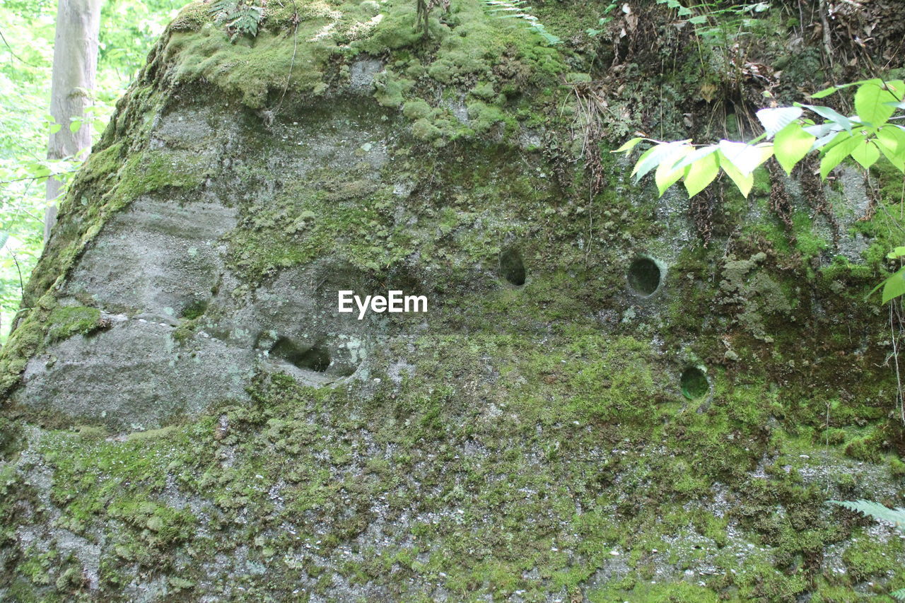 PLANTS GROWING ON TREE TRUNK