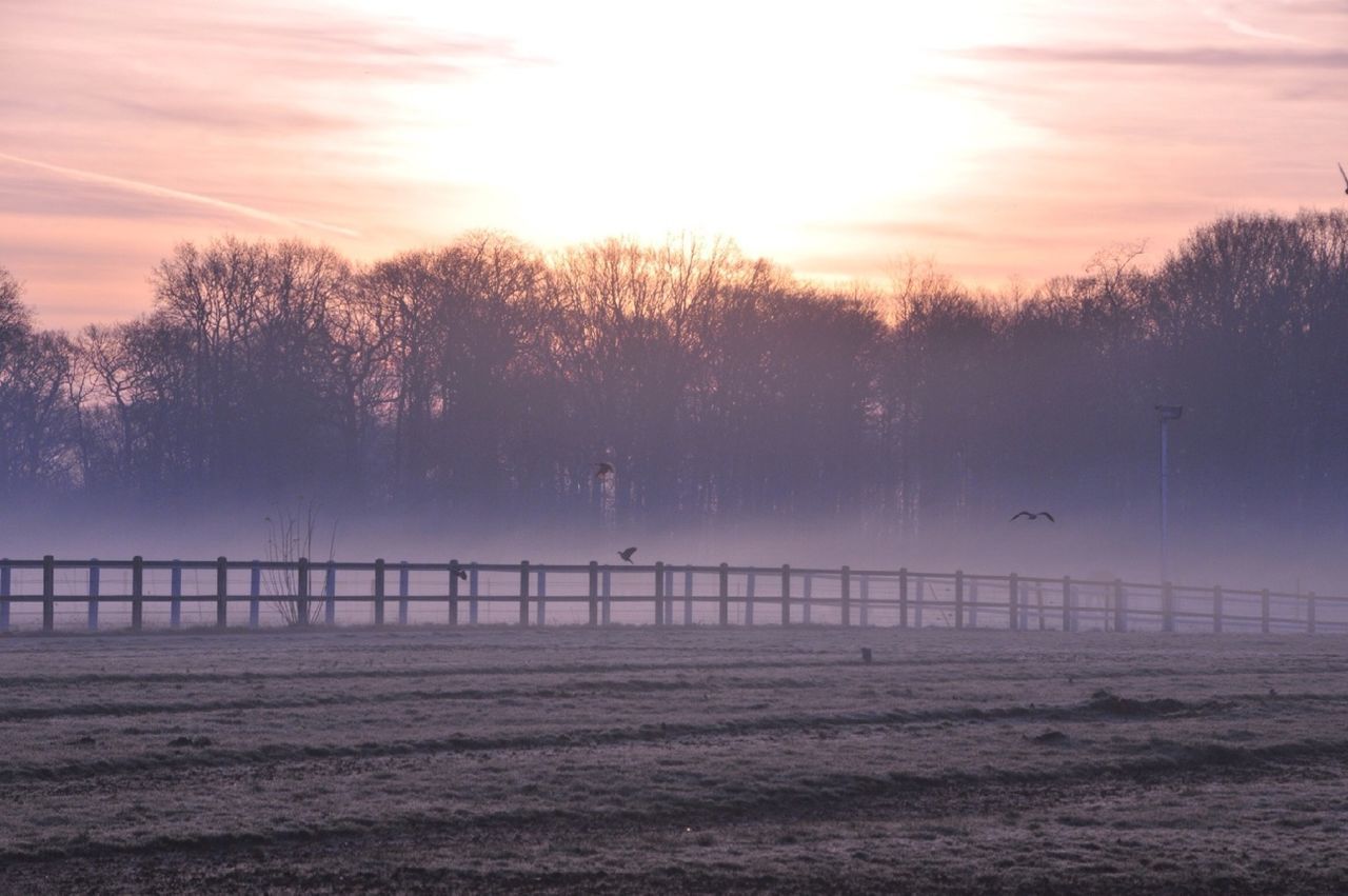 Field at sunset