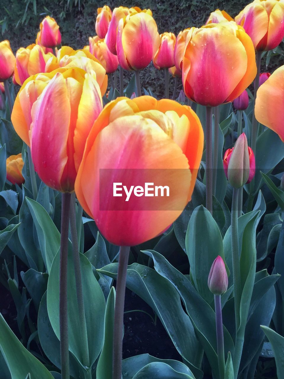 CLOSE UP OF PINK FLOWERS