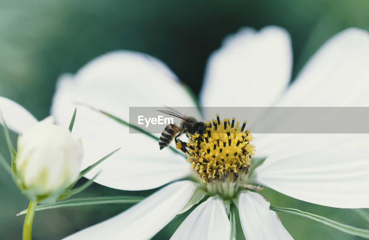 BEE POLLINATING ON FLOWER