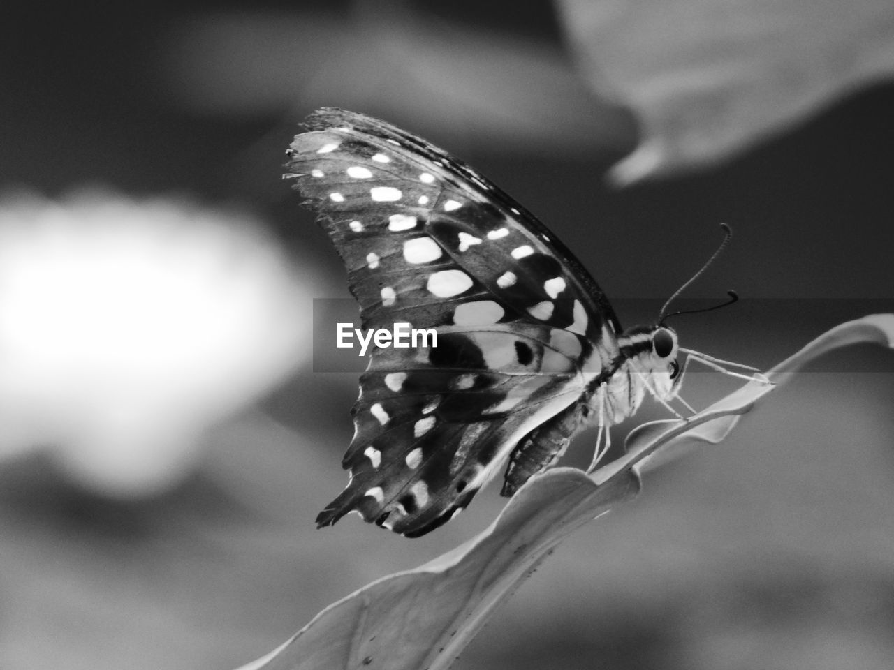 CLOSE-UP OF BUTTERFLY ON STEM