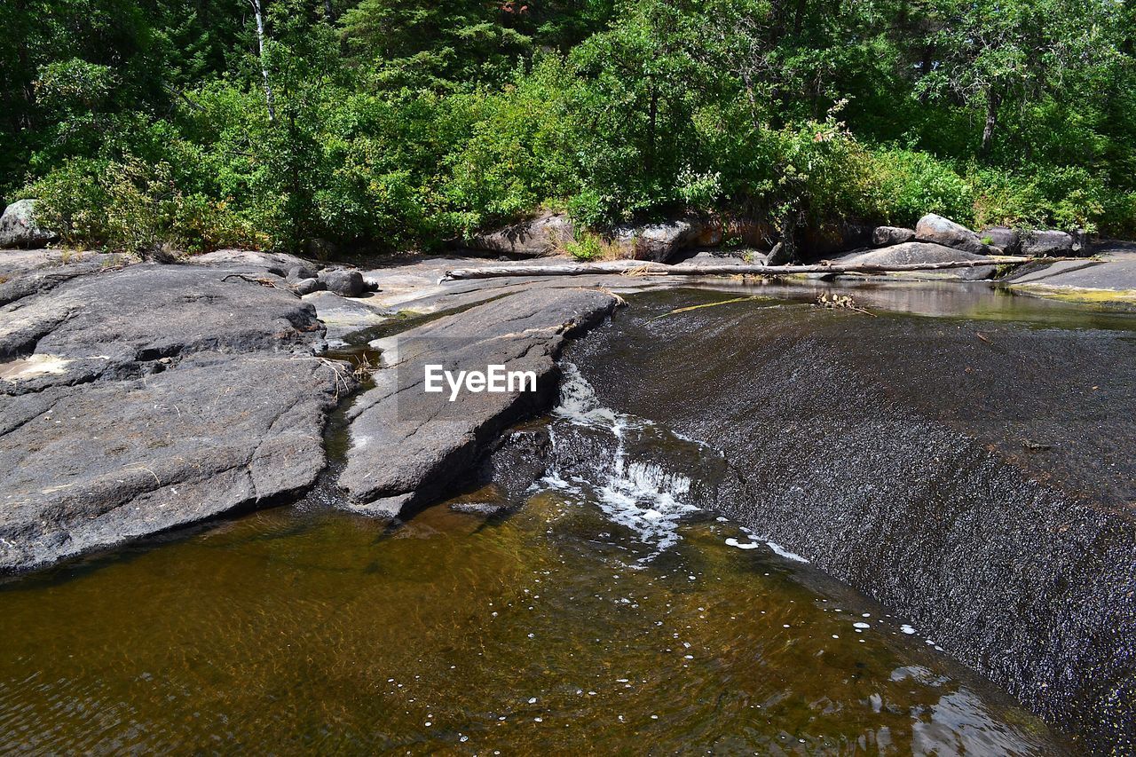 PLANTS GROWING IN RIVER