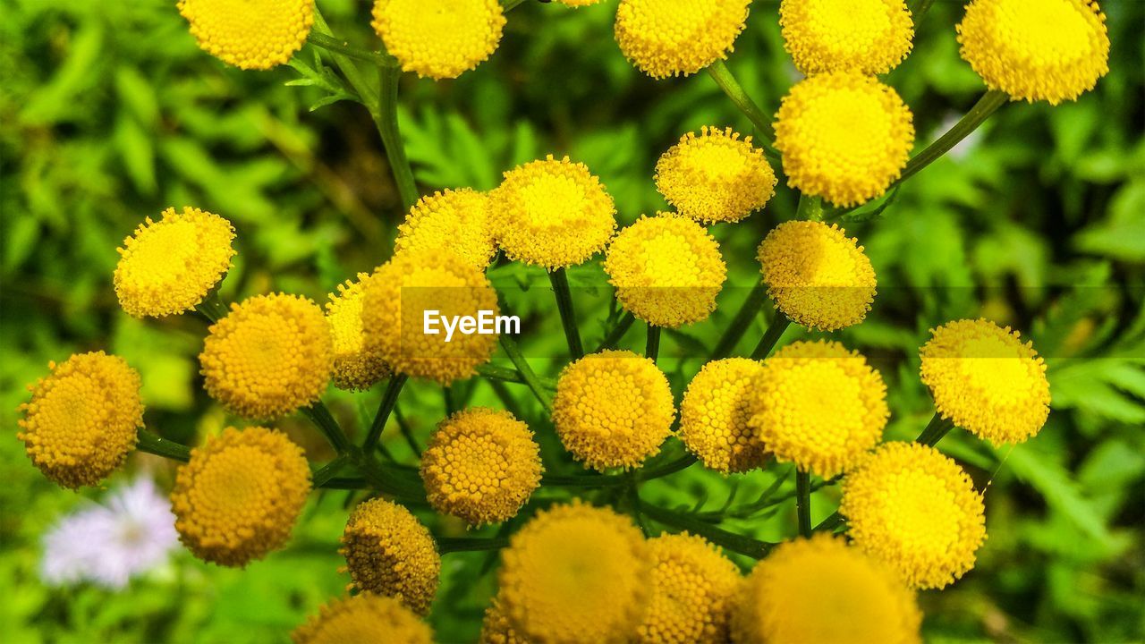 Close-up of tansy flowers blooming in park