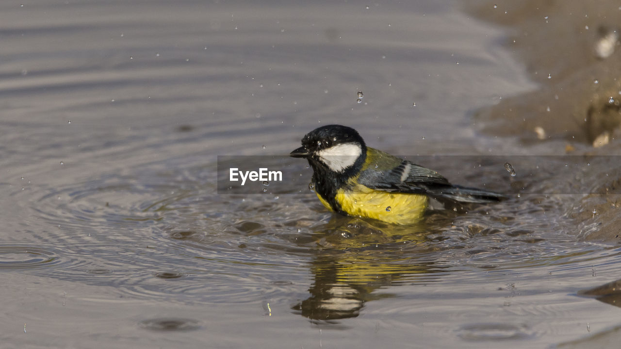 Close-up of great tit in lake