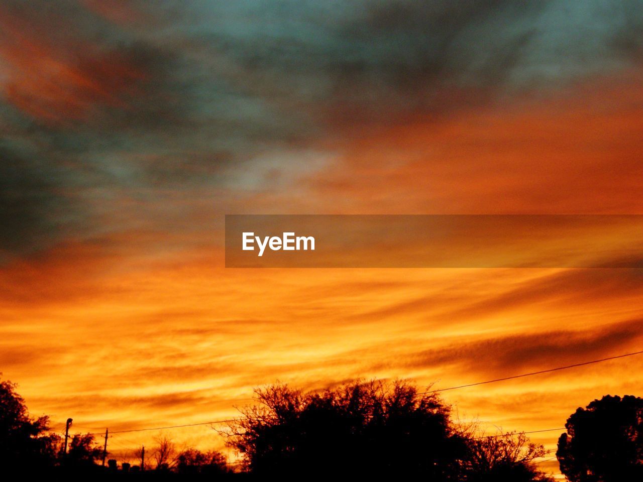 SILHOUETTE OF TREES AT SUNSET