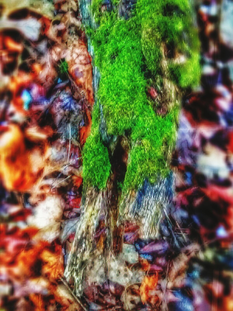 CLOSE-UP OF MOSS ON TREE TRUNK