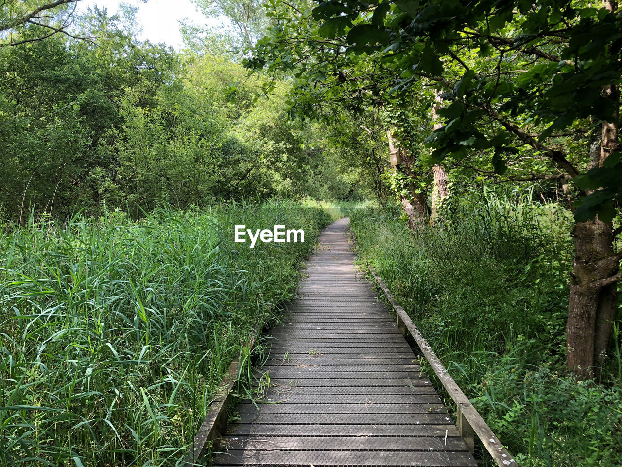 BOARDWALK AMIDST TREES