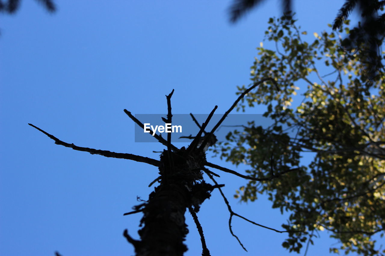 LOW ANGLE VIEW OF BIRD PERCHING ON TREE