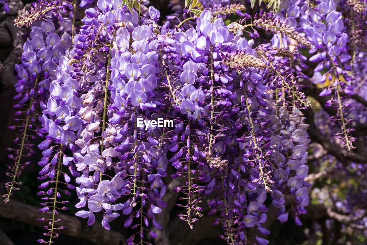 plant, flowering plant, flower, purple, beauty in nature, fragility, growth, freshness, wisteria, nature, close-up, blossom, no people, hanging, day, tree, springtime, lilac, botany, outdoors, vine, sunlight, lavender, focus on foreground