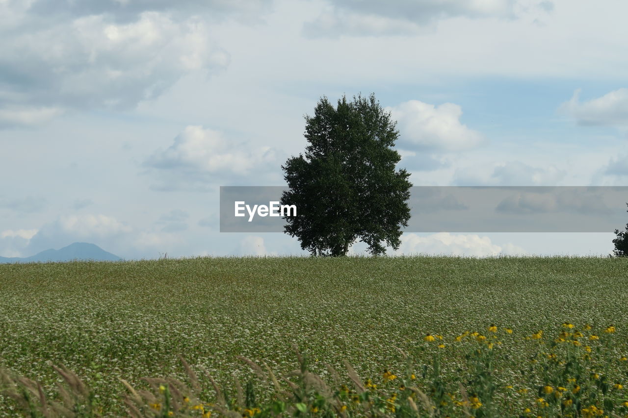 Scenic view of grassy field against cloudy sky