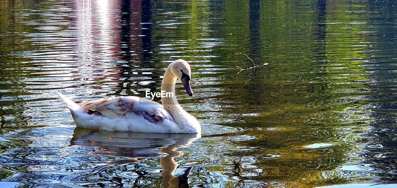 SWAN FLOATING ON WATER