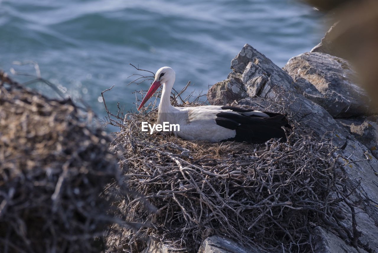 Close-up of bird perching on rock