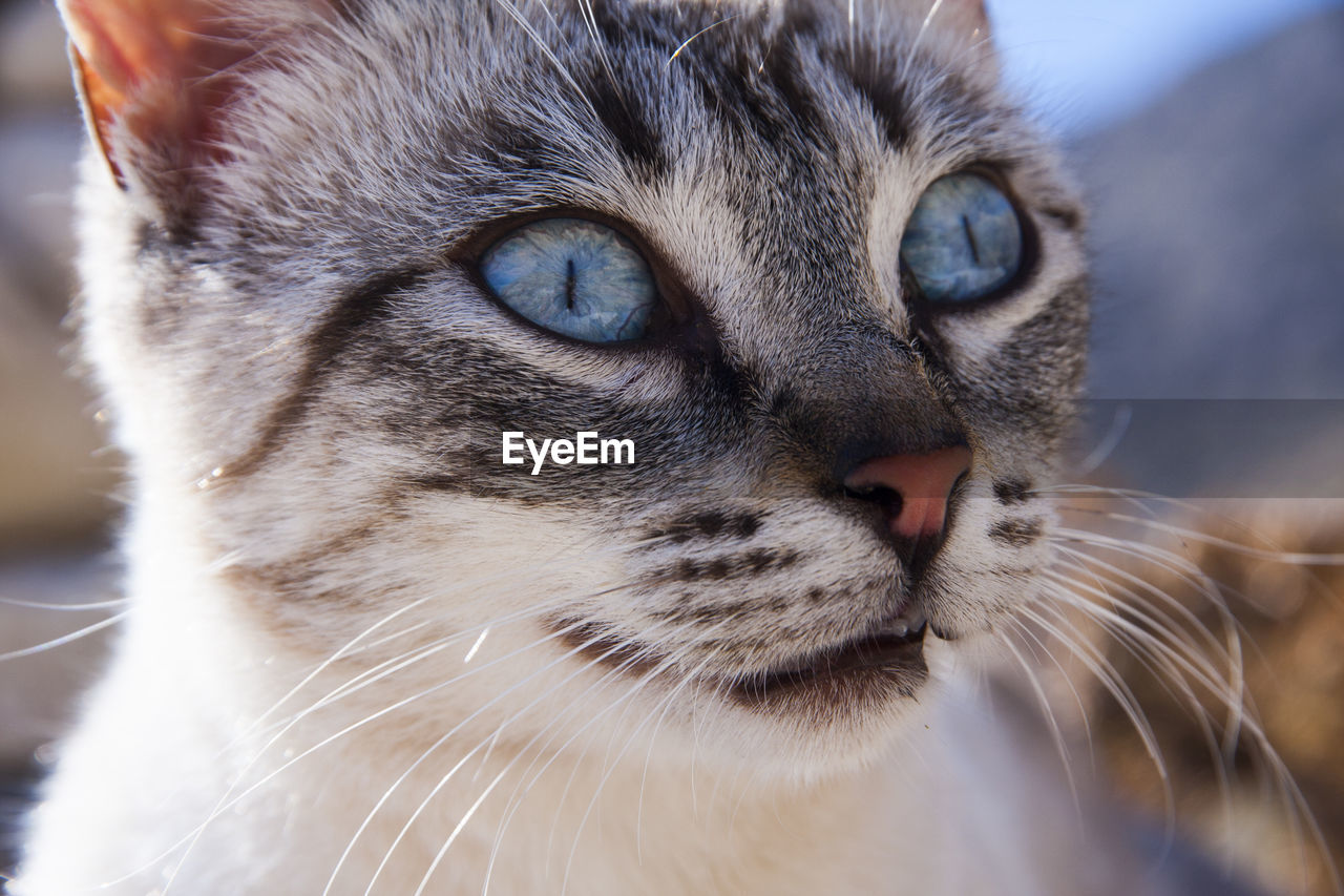 CLOSE UP OF CAT