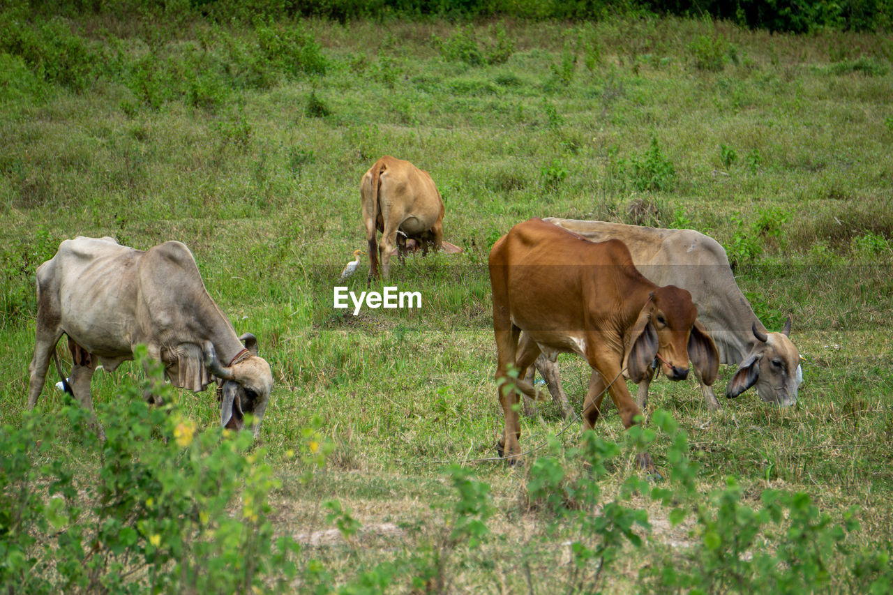 mammal, animal themes, animal, group of animals, plant, grass, domestic animals, field, livestock, grazing, pasture, land, herd, pet, wildlife, cattle, meadow, nature, animal wildlife, green, no people, grassland, agriculture, rural area, day, cow, young animal, outdoors, two animals, growth, herbivorous, domestic cattle, prairie, landscape, environment, plain