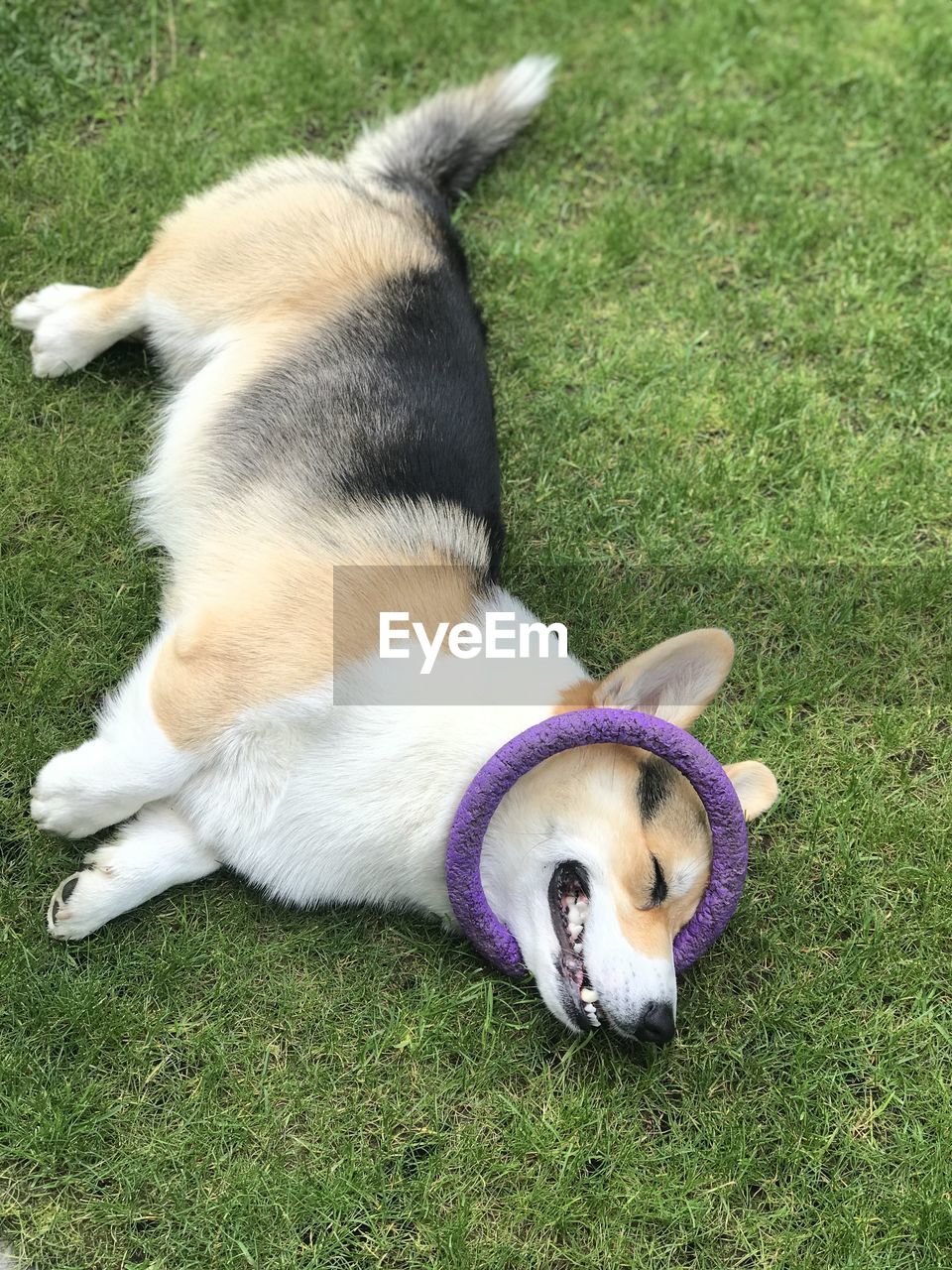 Happy corgi laying on the grass