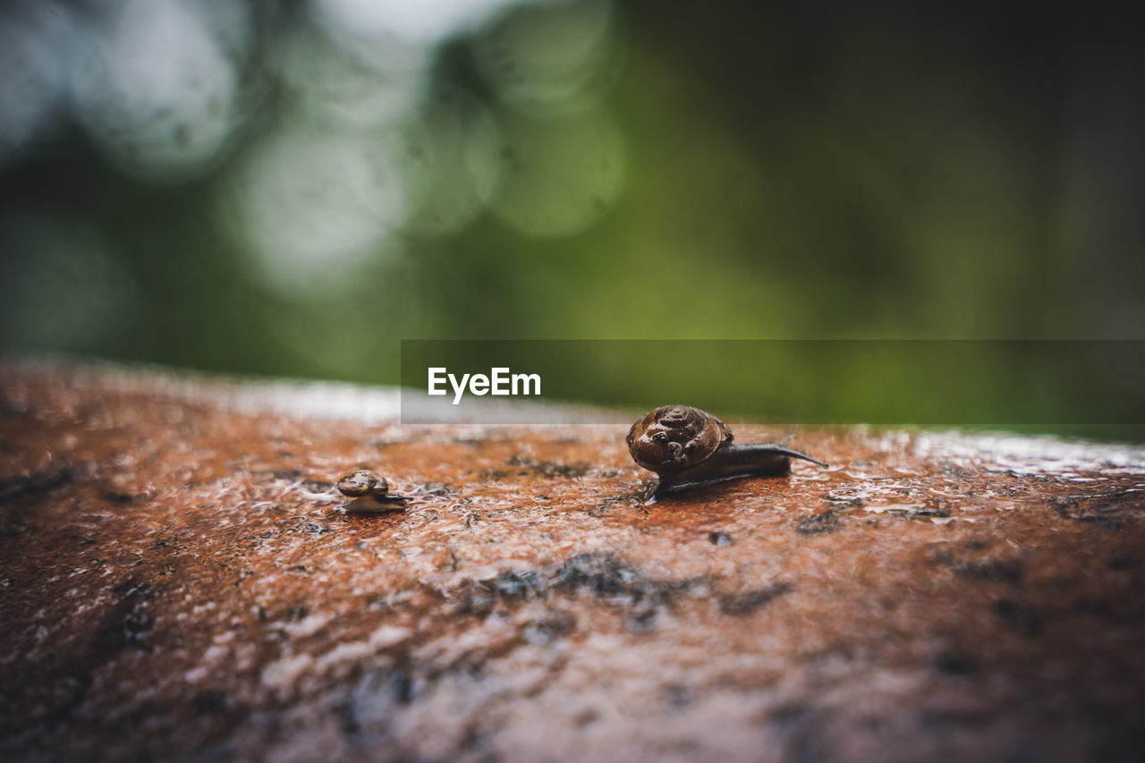 Close-up of big snail and small snail on wall