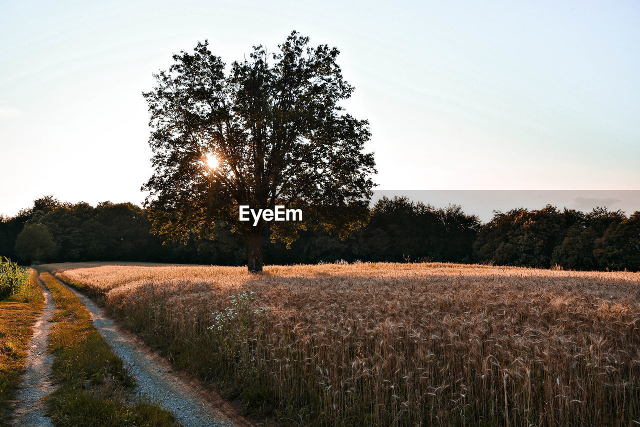 TREES ON FIELD AGAINST SKY AT SUNSET