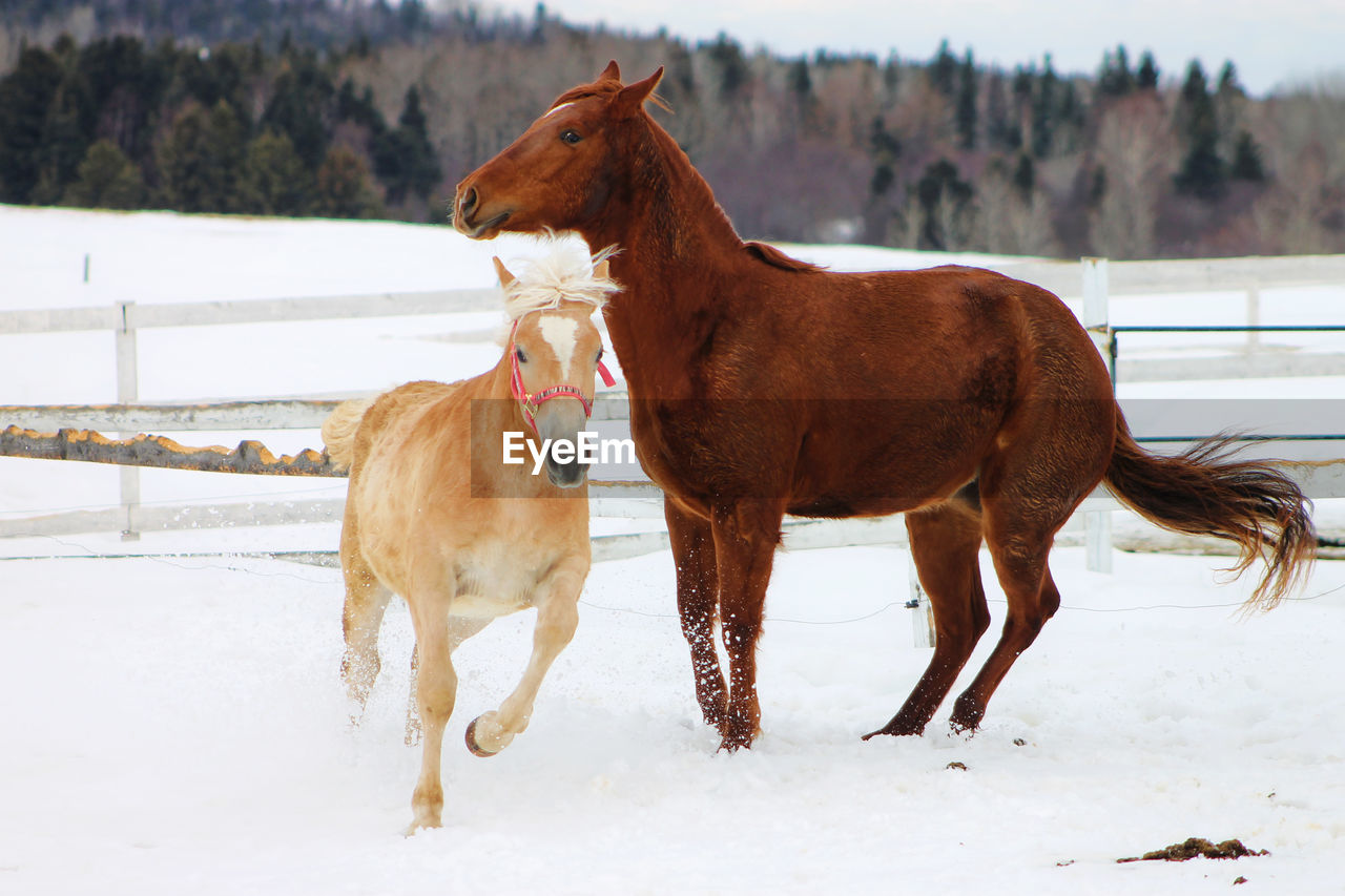 Saguenay, Québec, Canada Animal Themes Beauty In Nature Cold Temperature Day Domestic Animals Field Focus On Foreground Livestock Mammal Nature No People Outdoors Snow Standing Togetherness Tree Two Animals Weather White Color Winter