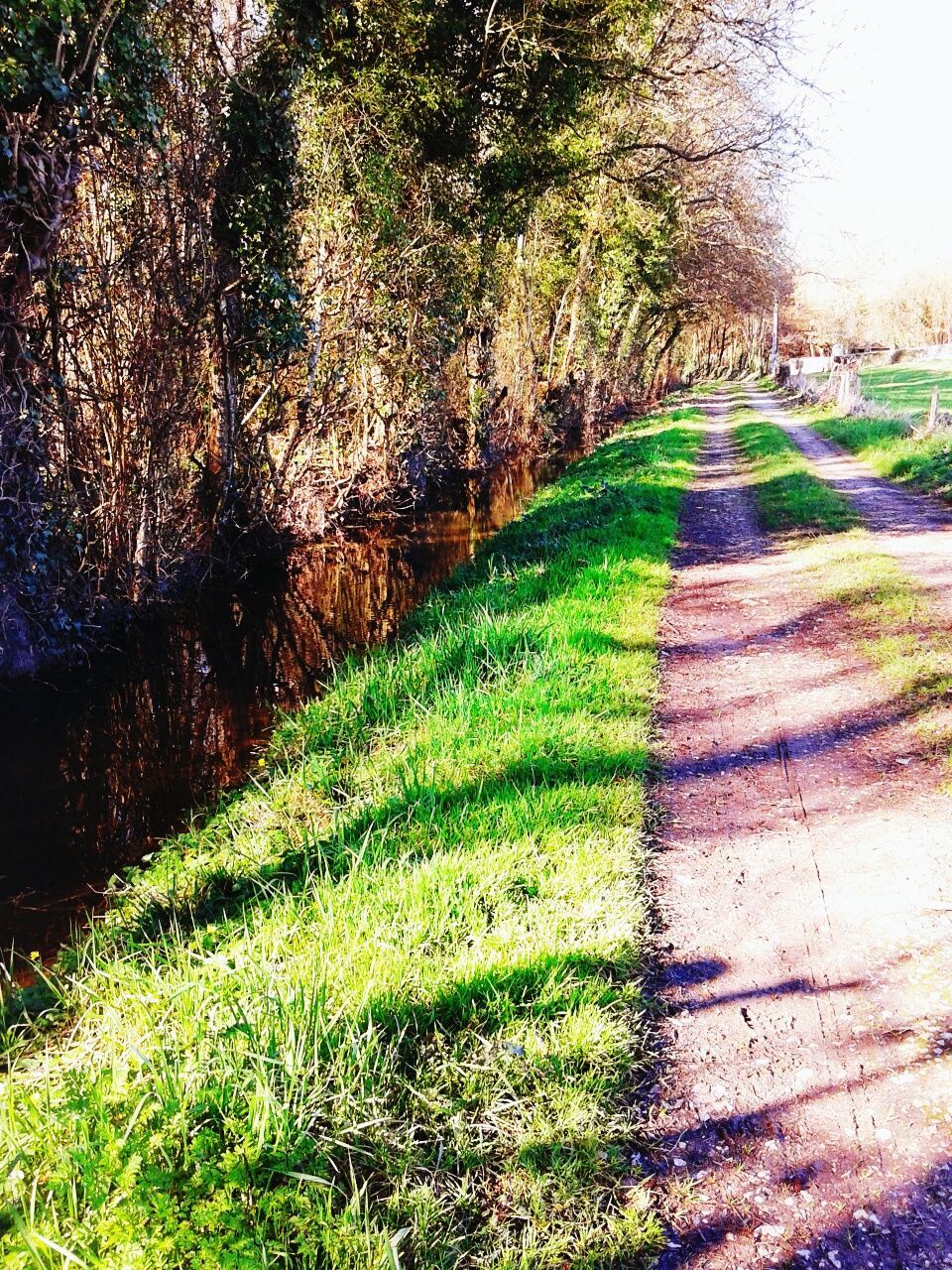 Dirt track along trees