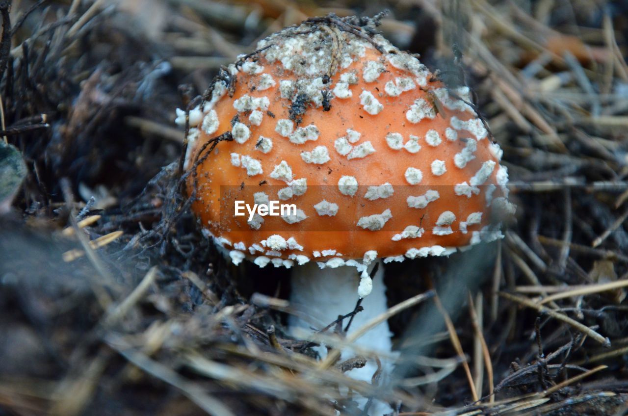 Close-up of fly agaric mushroom on field