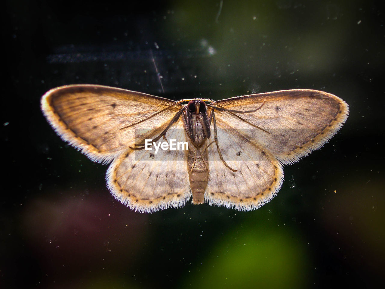 Close-up of moth against blurred background