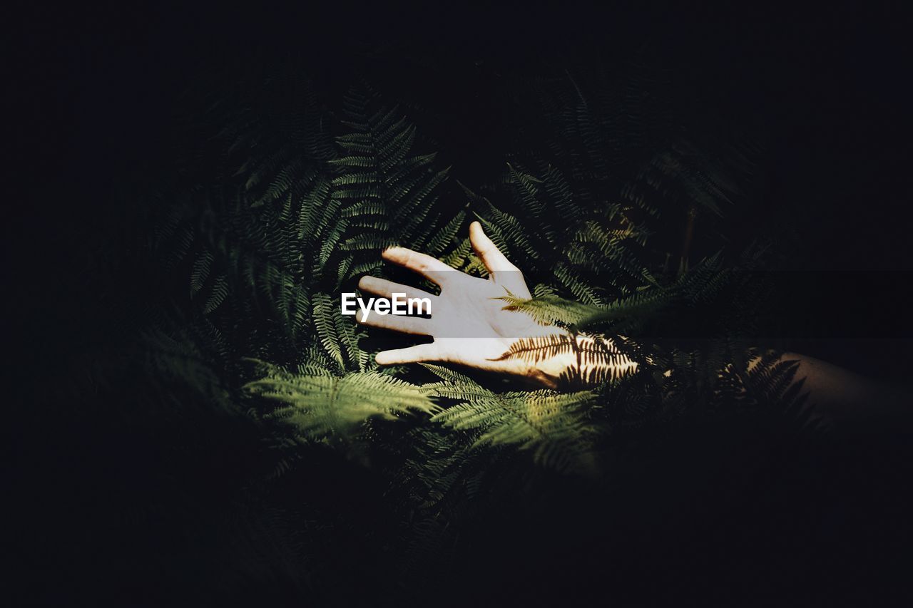 Cropped hand of woman amidst tree at night