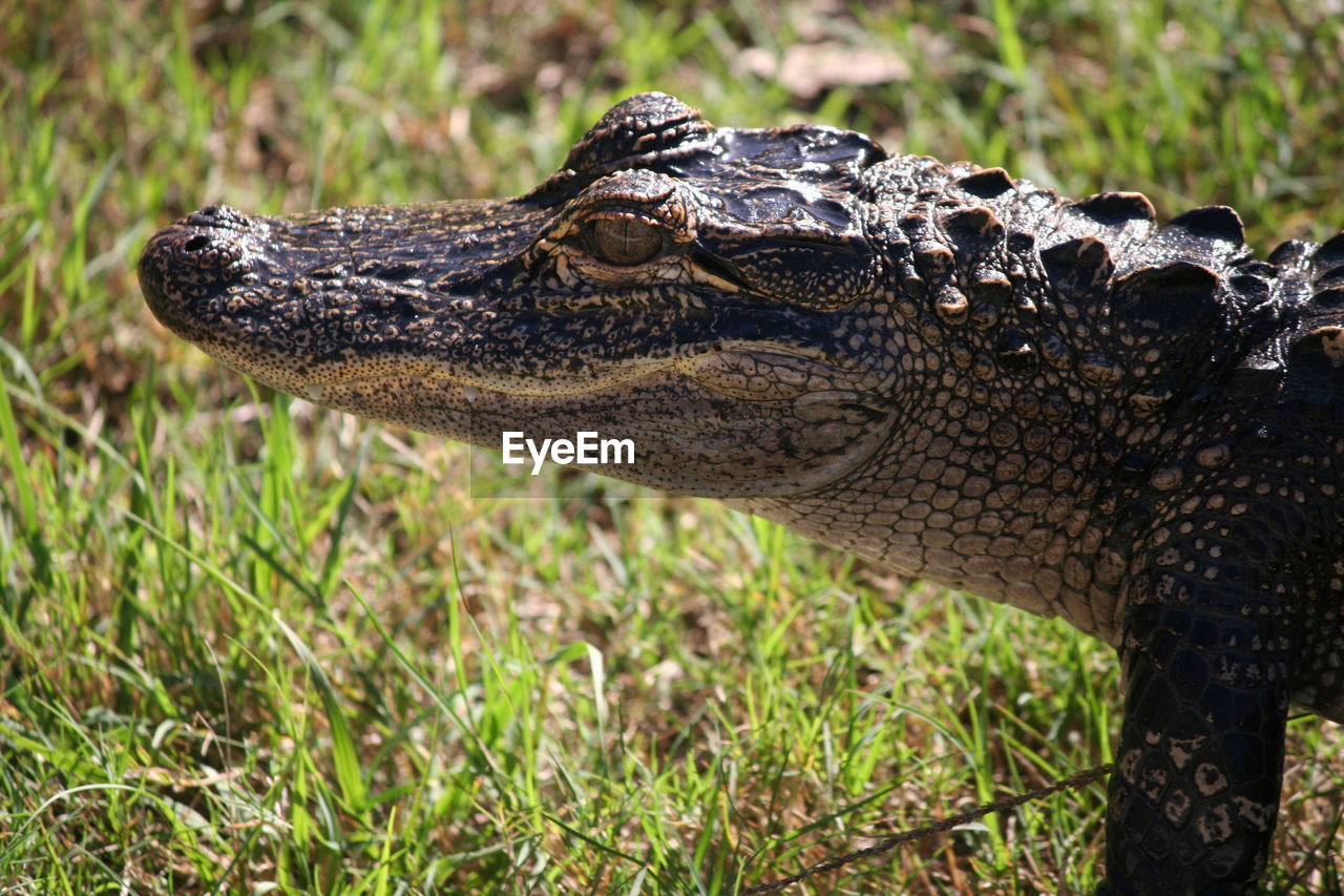 Close-up of crocodile on grass