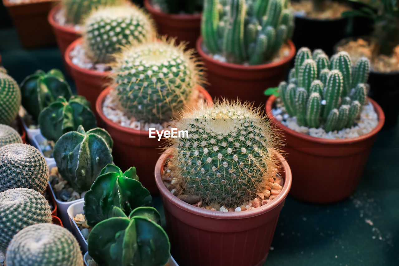 CLOSE-UP OF SUCCULENT PLANT