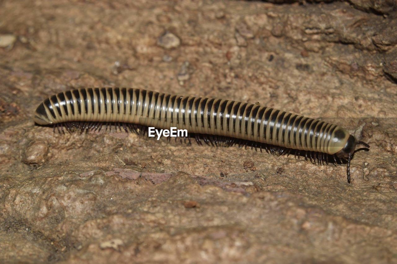 CLOSE-UP VIEW OF SNAKE