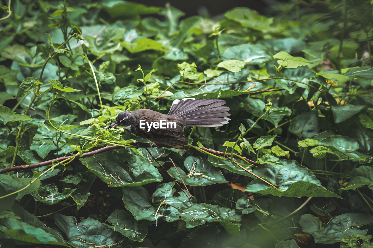 CLOSE-UP OF BIRDS FLYING