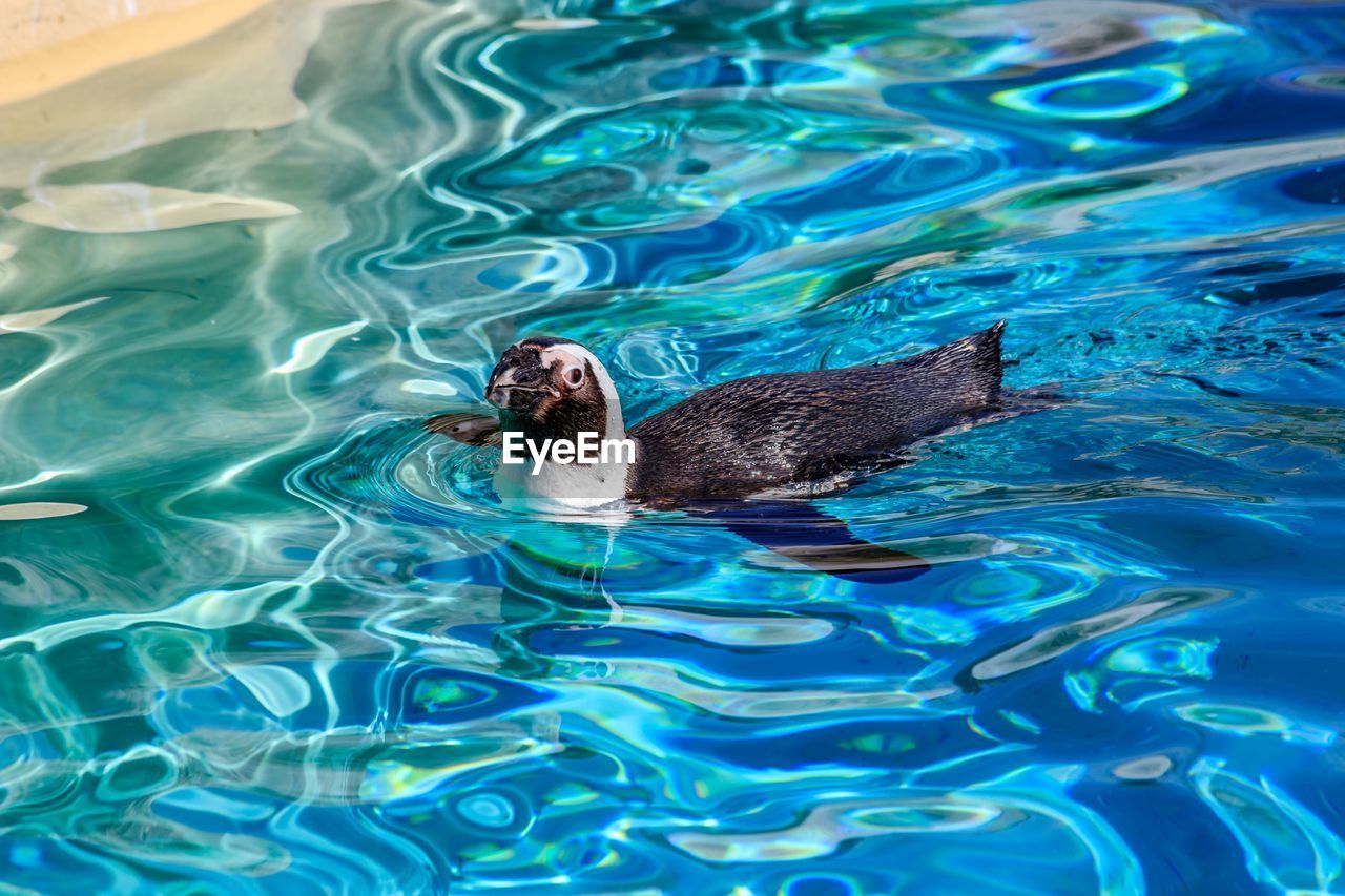 High angle view of penguin swimming in lake