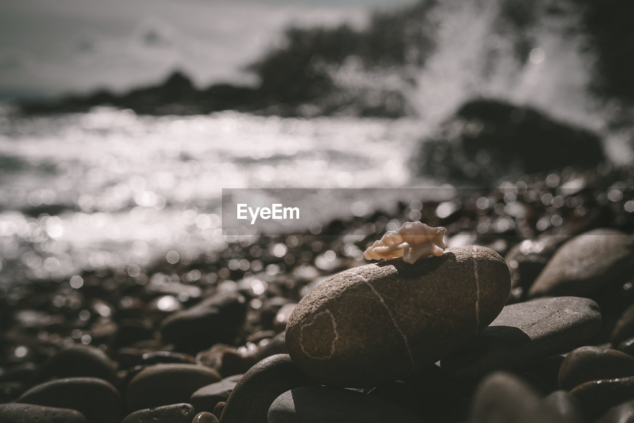 Close-up of seashell on rock at beach