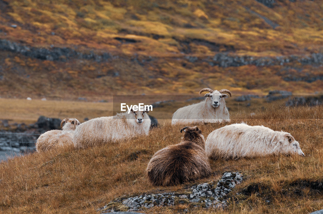 Icelandic rams and sheeps resting on the hill with rocks.