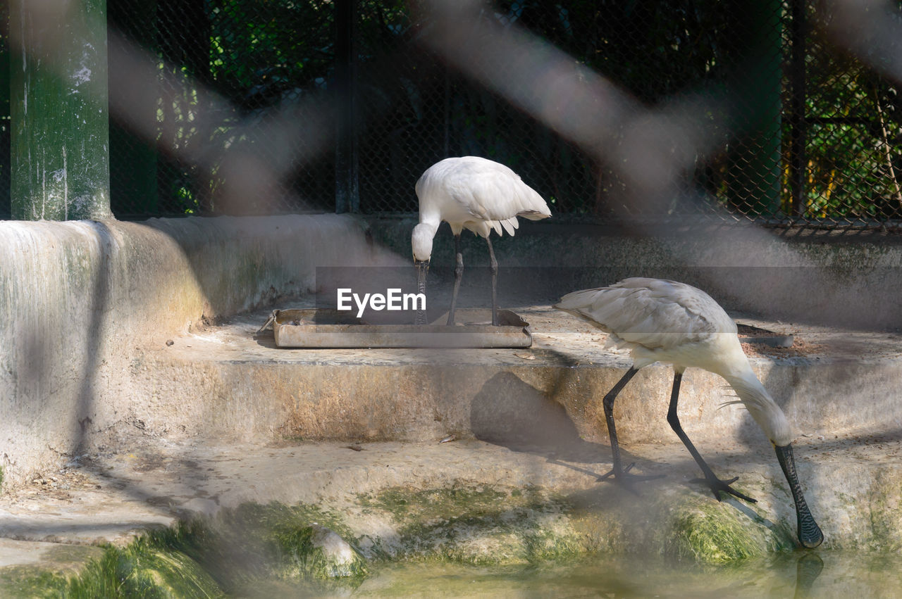 Snow white spoonbill bird fishing near the pond. animal wildlife.